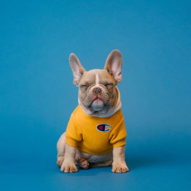 Dinosaurier-Werkzeuge Shop